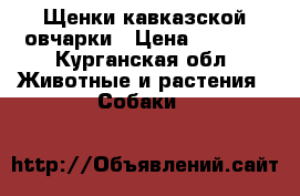 Щенки кавказской овчарки › Цена ­ 5 000 - Курганская обл. Животные и растения » Собаки   